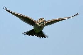 Eurasian Skylark