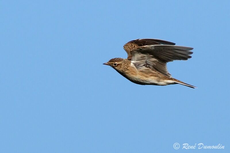 Eurasian Skylark, Flight