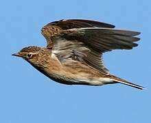 Eurasian Skylark