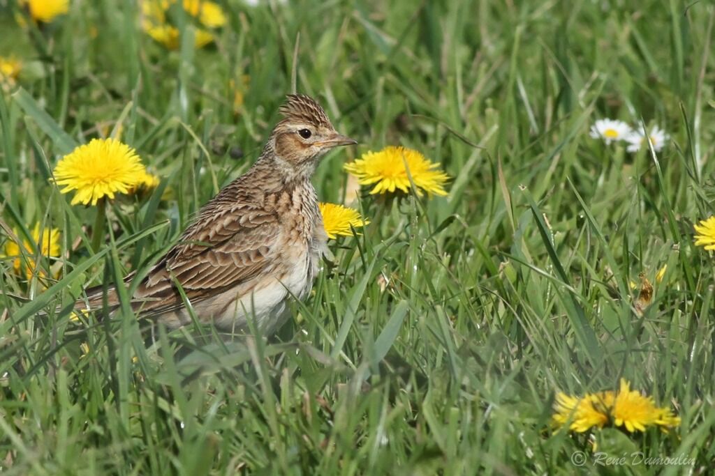 Eurasian Skylark male adult, identification