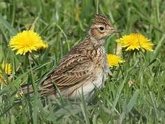 Eurasian Skylark