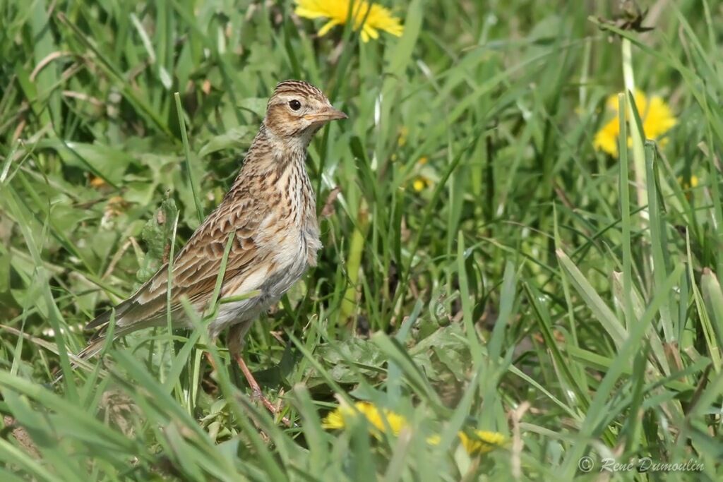 Eurasian Skylark male adult, identification