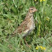 Eurasian Skylark