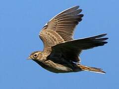 Eurasian Skylark