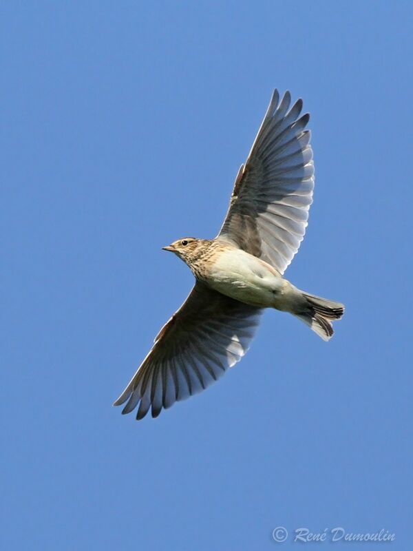 Eurasian Skylarkadult, Flight