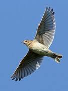 Eurasian Skylark