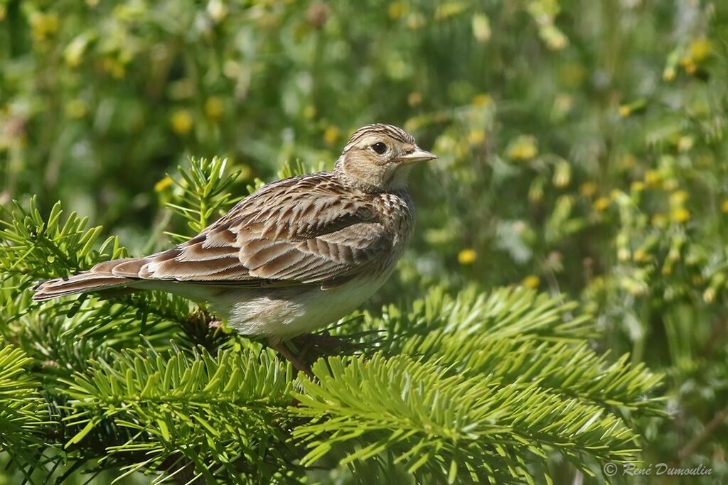 Eurasian Skylarkadult breeding, identification