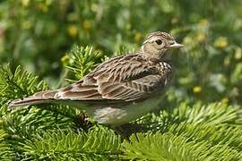 Eurasian Skylark