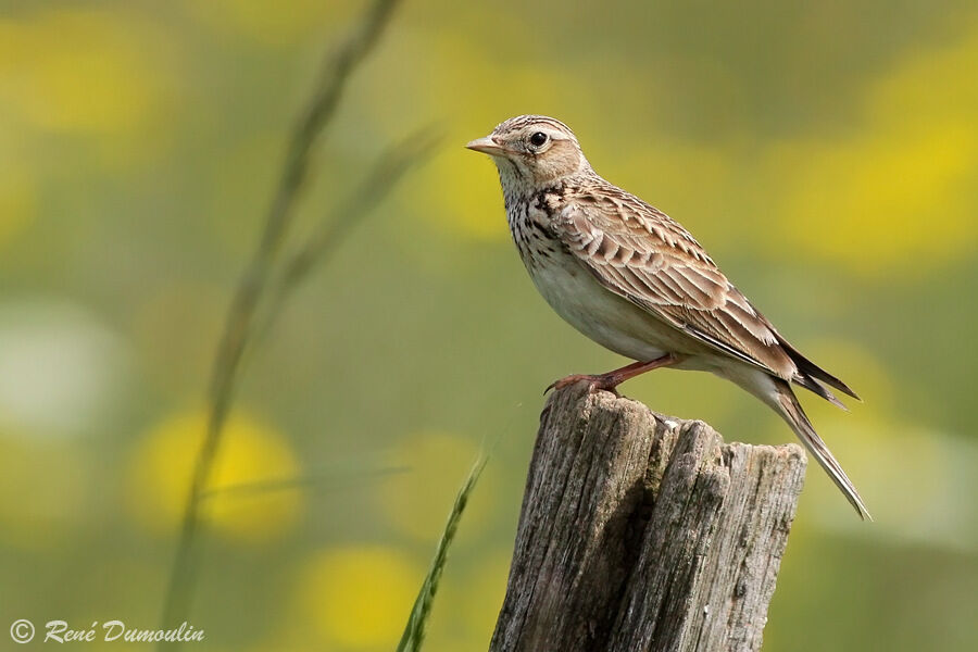 Eurasian Skylark male adult