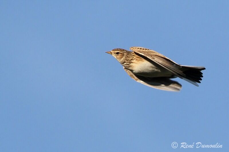 Eurasian Skylark, Flight