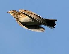 Eurasian Skylark