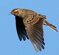 Eurasian Skylark