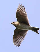 Eurasian Skylark