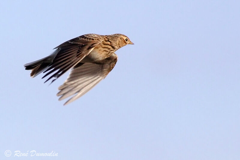 Eurasian Skylarkadult, Flight