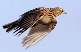 Eurasian Skylark