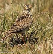 Eurasian Skylark