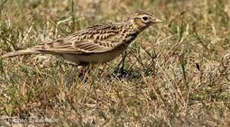 Eurasian Skylark