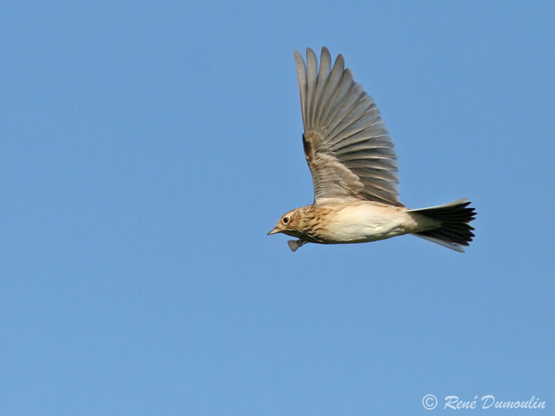 Eurasian Skylark