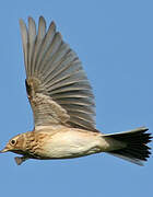 Eurasian Skylark