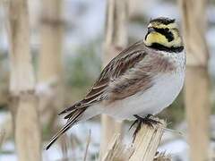 Horned Lark