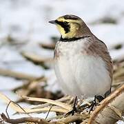 Horned Lark