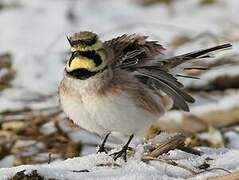 Horned Lark