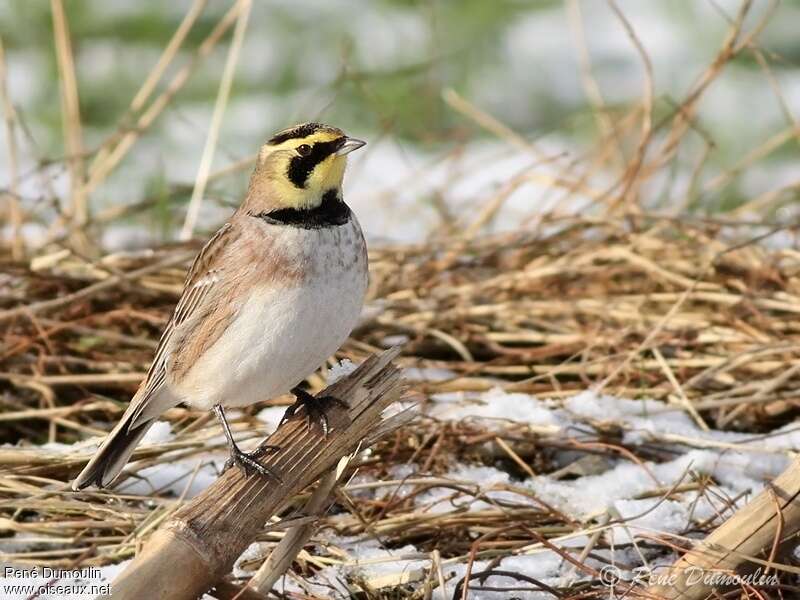 Horned Larkadult post breeding, identification