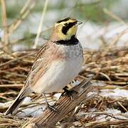 Horned Lark