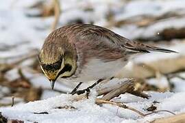 Horned Lark