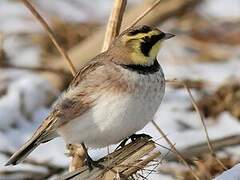 Horned Lark