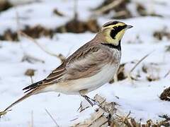 Horned Lark