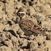 Woodlark