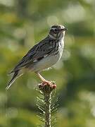 Woodlark