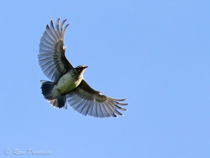 Woodlarkadult, Flight