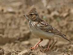 Woodlark