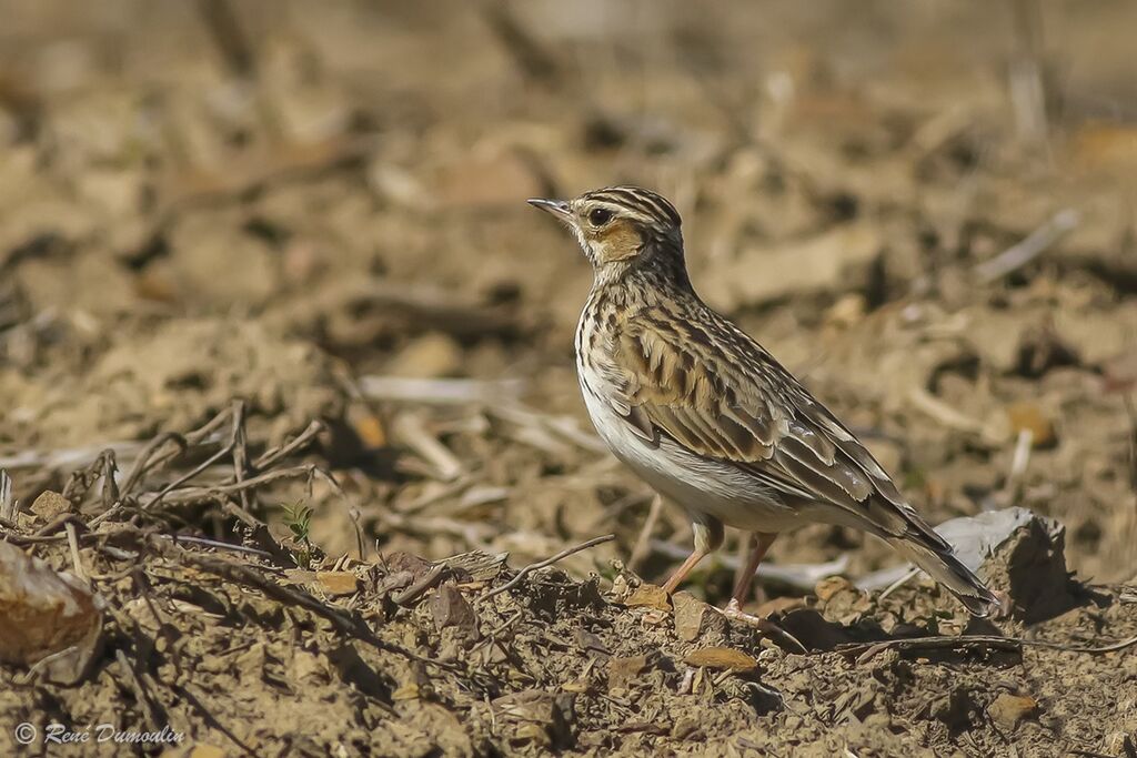 Woodlarkadult breeding, identification