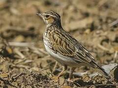 Woodlark