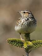 Woodlark