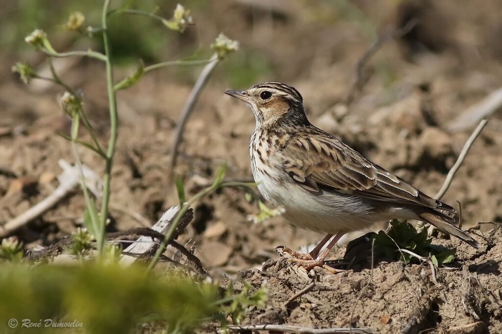 Woodlarkadult breeding, identification