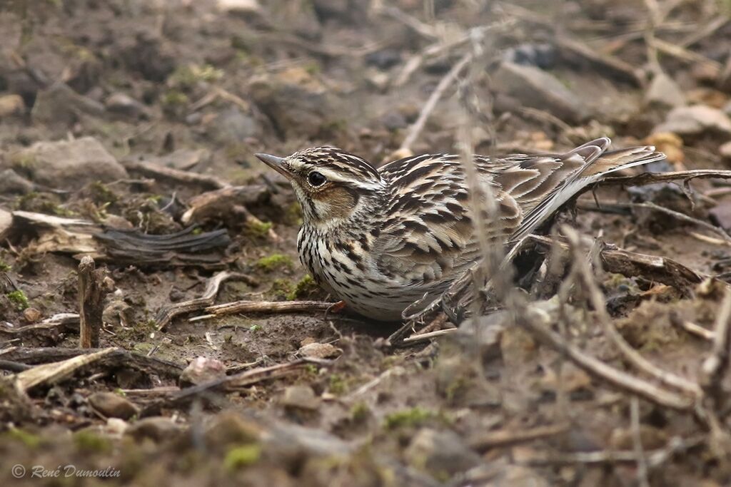 Woodlark, identification, Behaviour