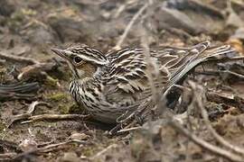 Woodlark