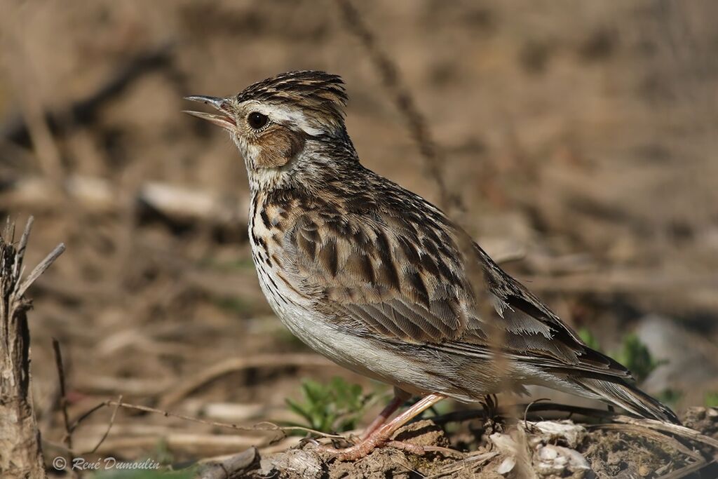 Woodlarkadult breeding, identification