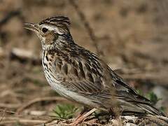 Woodlark