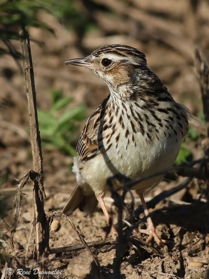 Woodlarkadult breeding, identification