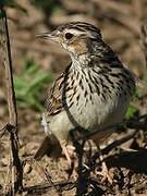 Woodlark