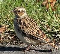 Woodlark