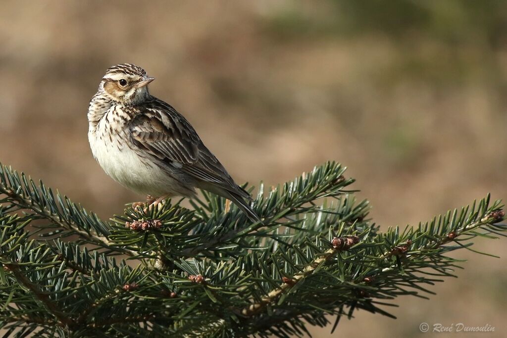 Woodlarkadult, identification