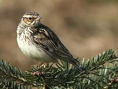 Woodlark