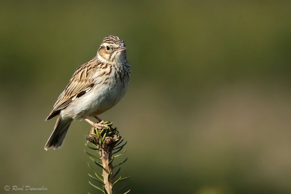 Woodlarkadult breeding, identification