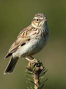 Woodlark